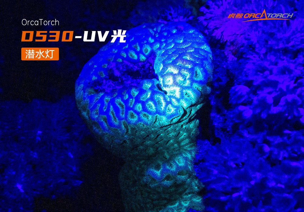 D530 UV 紫外線 潛水攝影照明_潛水照明_水下(xià)攝影照明_潛水攝影補光燈_ 91香蕉短视频污下载(jīng)OrcaTorch
