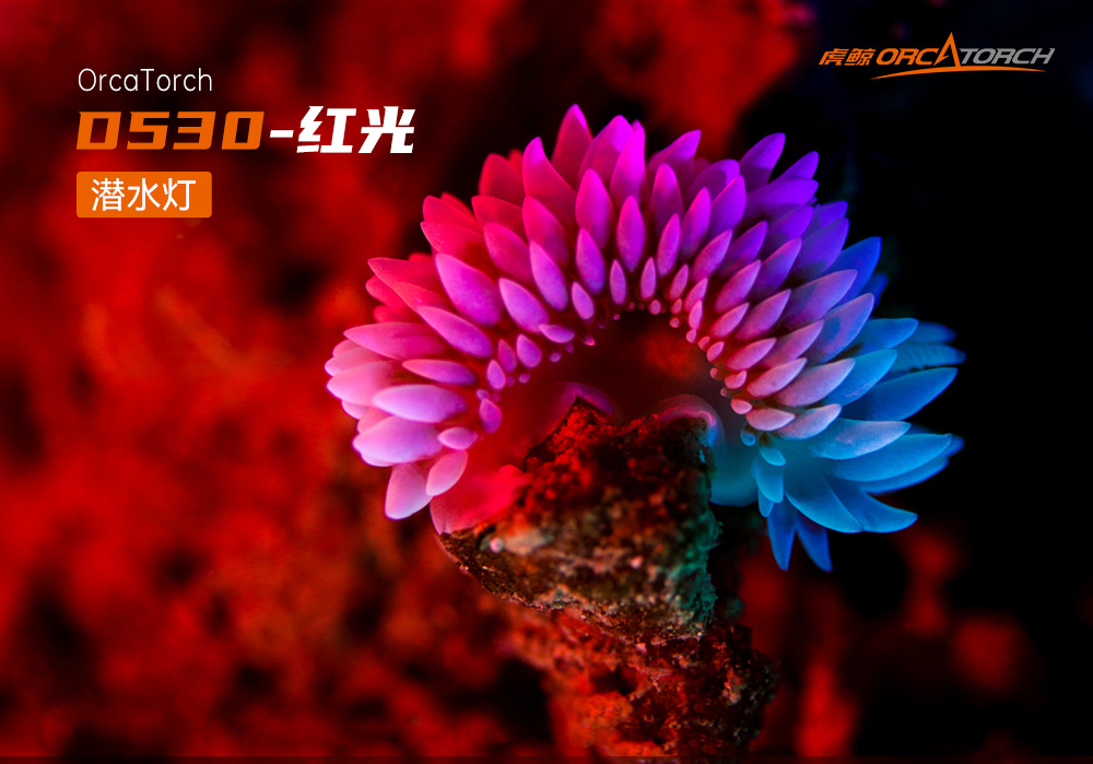 D530 紅色潛水手電 潛水攝(shè)影照明(míng)_潛水照明_水(shuǐ)下攝影照明_潛水攝影補光燈_ 91香蕉短视频污下载OrcaTorch